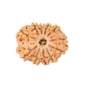 11 Mukhi Rudraksha 24.5mm 3.11gm - Rudraksha