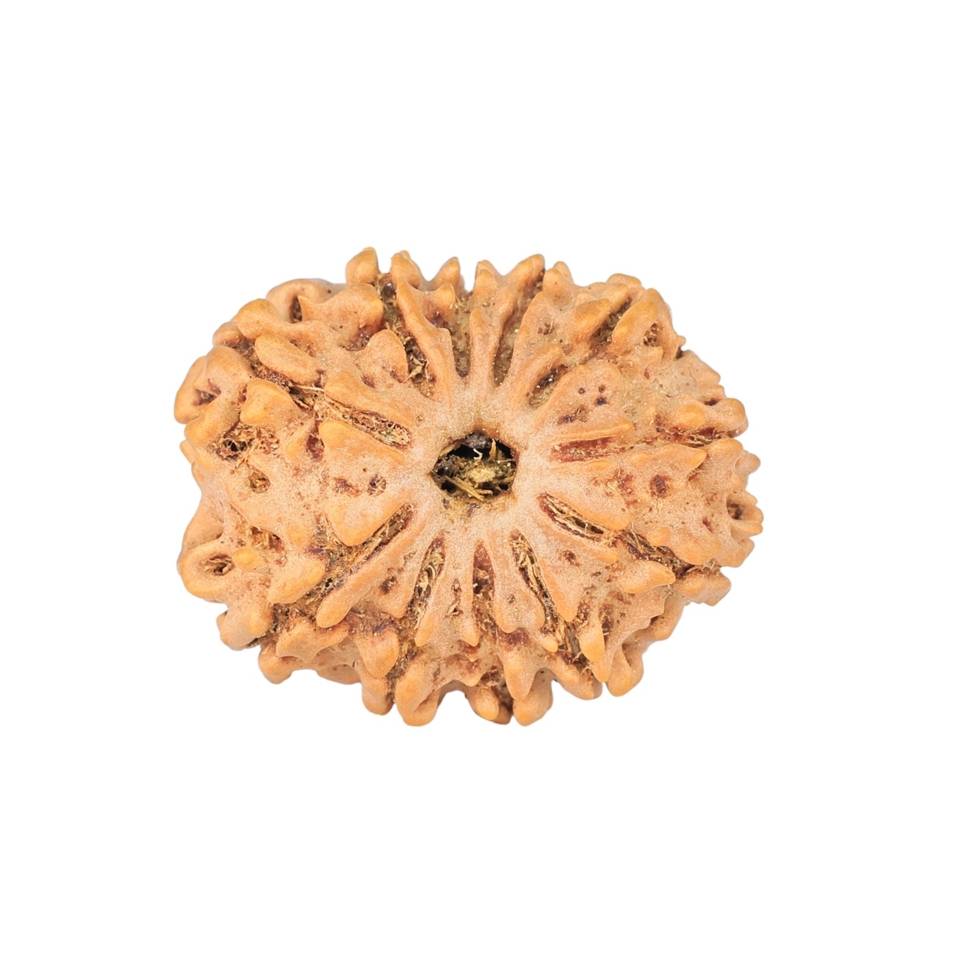 11 Mukhi Rudraksha 24.5mm 3.11gm - Rudraksha