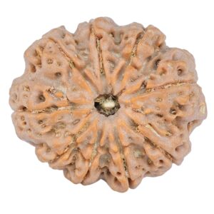 9 Mukhi Rudraksha 27.9mm 6.11gm - Rudraksha