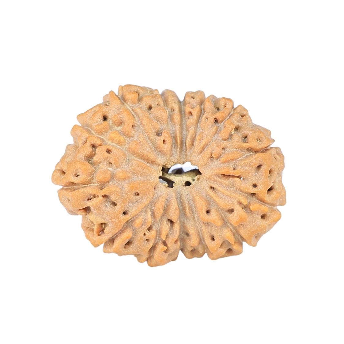 14 Mukhi Rudraksha 22.7mm 2.58gm - Rudraksha