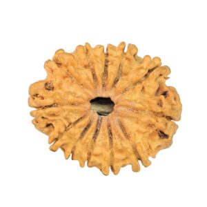 12 Mukhi Rudraksha 24.4mm 2.1gm - Rudraksha