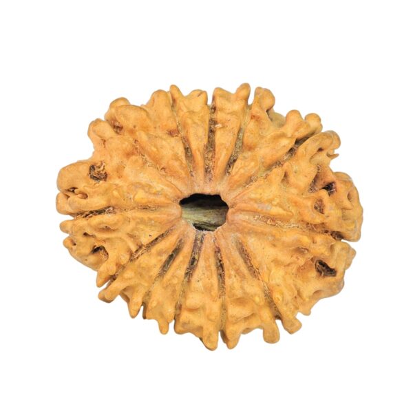 12 Mukhi Rudraksha 24.4mm 2.1gm - Rudraksha