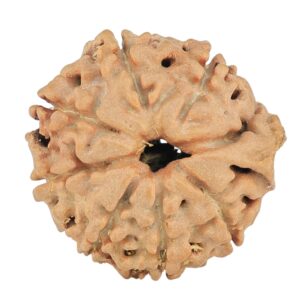 8 Mukhi Ganesh 20.1mm 2.52gm - Rudraksha