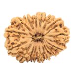 17 Mukhi Rudraksha 34.2mm 7.43gm - Rudraksha