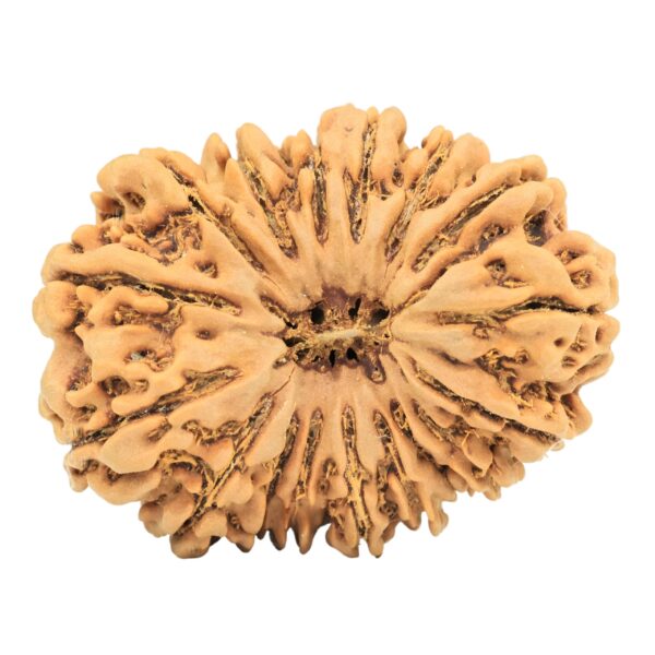 17 Mukhi Rudraksha 34.2mm 7.43gm - Rudraksha