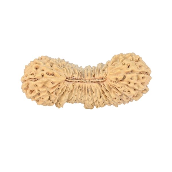 38 Mukhi Rudraksha 28.1mm 1.77gm - Rudraksha