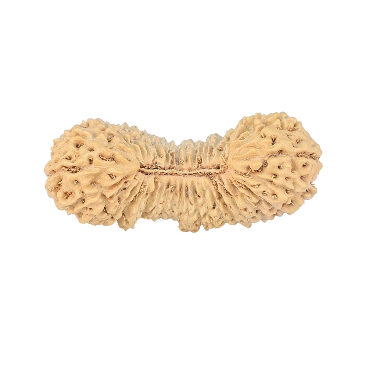38 Mukhi Rudraksha 28.1mm 1.77gm - Rudraksha