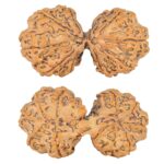 10 Mk Gaurishankar 42.3mm 9.46gm - Rudraksha