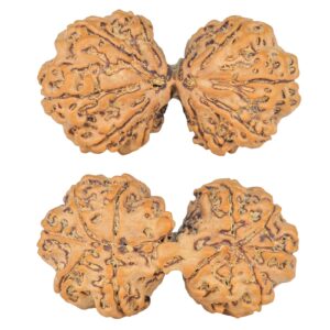 10 Mk Gaurishankar 42.3mm 9.46gm - Rudraksha