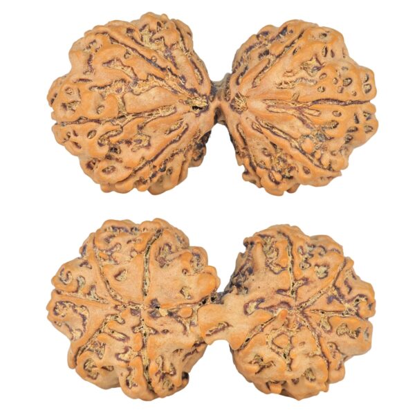 10 Mk Gaurishankar 42.3mm 9.46gm - Rudraksha