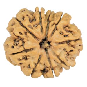 9 Mukhi Rudraksha 26.9mm 4.6gm - Rudraksha