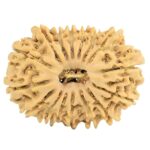16 Mukhi Rudraksha 27.1mm 3.46gm - Rudraksha