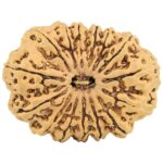 15 Mukhi Rudraksha 32.8mm 5.63gm - Rudraksha