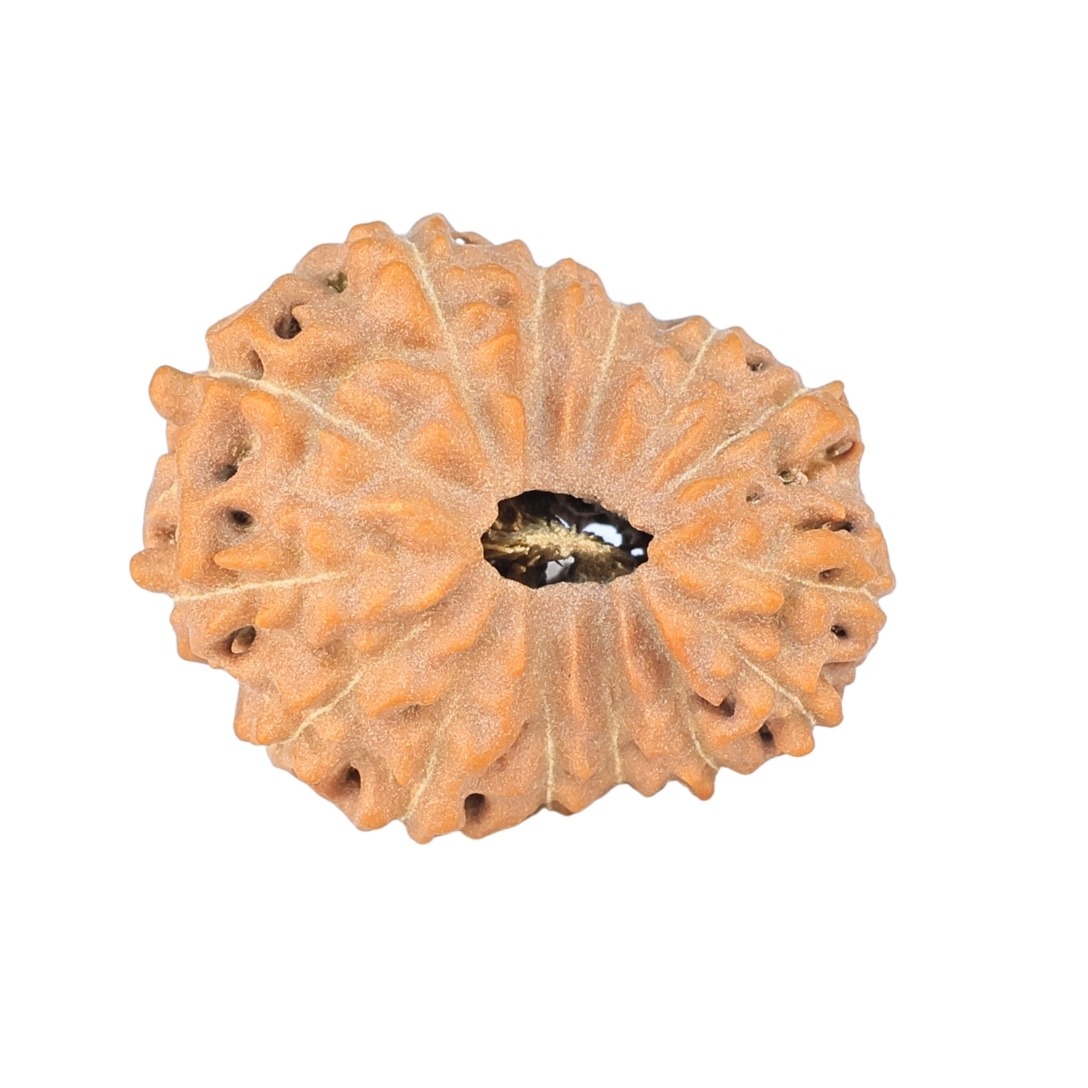 14 Mukhi Rudraksha 22.3mm 2.39gm - Rudraksha