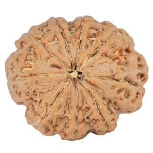 9 Mukhi Rudraksha 31.8mm 8gm - Rudraksha