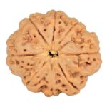 8 Mukhi Rudraksha 28.1mm 6.39gm - Rudraksha