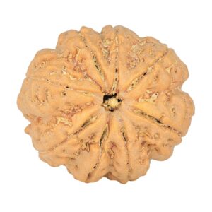 8 Mukhi Rudraksha 29.2mm 7.87gm - Rudraksha