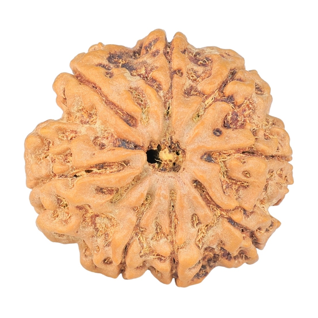 8 Mukhi Rudraksha 27.4mm 6.62gm - Rudraksha