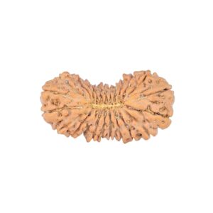 24 Mukhi Rudraksha 22.6mm 1.49gm - Rudraksha