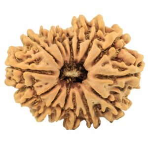 15 Mukhi Rudraksha 26.9mm 3.9gm - Rudraksha