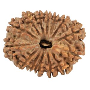 14 Mukhi Rudraksha 27.1mm 4.19gm - Rudraksha