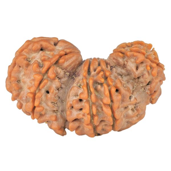 14 Mukhi Trijuti 32.3mm 4.8gm - Rudraksha
