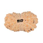 14 Mukhi Rudraksha 24mm 2.31gm - Rudraksha