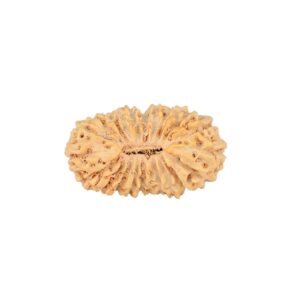 21 Mukhi Rudraksha 18.1mm 0.9gm - Rudraksha