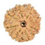 8 Mukhi Rudraksha 21.3mm 2.49gm - Rudraksha