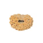 19 Mukhi Rudraksha 22.7mm 2.28gm - Rudraksha