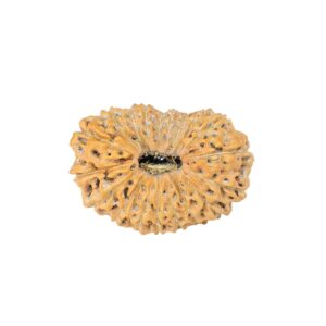 19 Mukhi Rudraksha 22.7mm 2.28gm - Rudraksha
