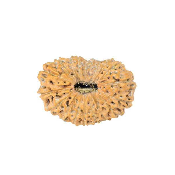 19 Mukhi Rudraksha 22.7mm 2.28gm - Rudraksha
