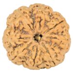 8 Mukhi Rudraksha 33.3mm 7.43gm - Rudraksha