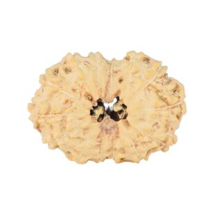 14 Mukhi Rudraksha 23.3mm 2gm - Rudraksha