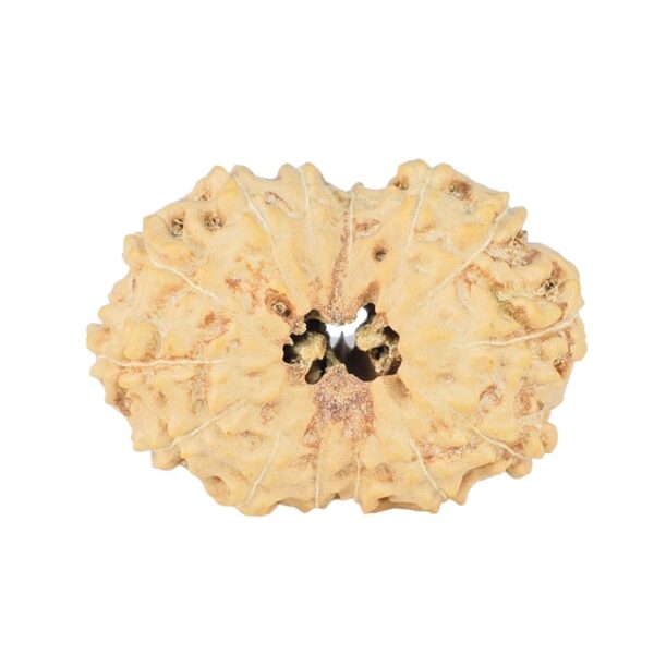 14 Mukhi Rudraksha 23.3mm 2gm - Rudraksha