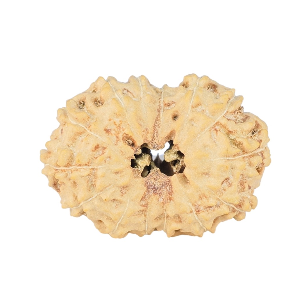 14 Mukhi Rudraksha 23.3mm 2gm - Rudraksha