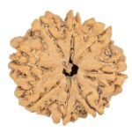 8 Mukhi Rudraksha 27.7mm 5.49gm - Rudraksha