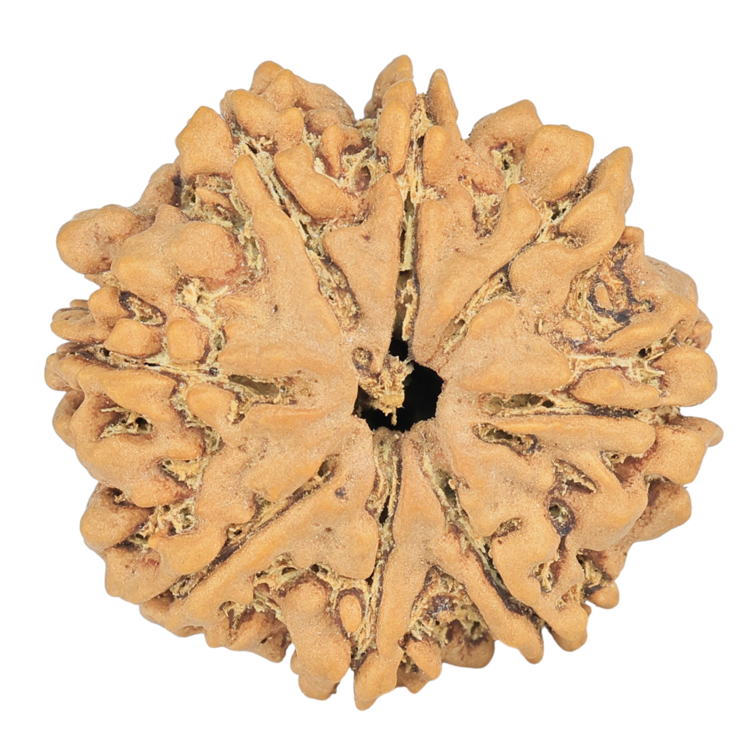 8 Mukhi Rudraksha 27.7mm 5.49gm - Rudraksha