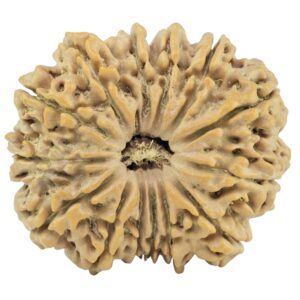 14 Mukhi Rudraksha 28mm 5gm - Rudraksha
