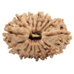 16 Mukhi Rudraksha 27.5mm 3.75gm - Rudraksha