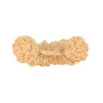 39 Mukhi Rudraksha 30.4mm 1.47gm - Rudraksha