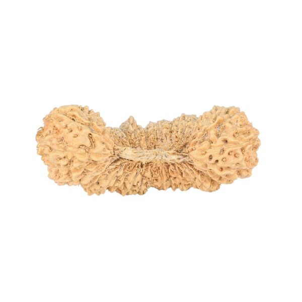 39 Mukhi Rudraksha 30.4mm 1.47gm - Rudraksha