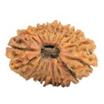17 Mukhi Rudraksha 33mm 4gm - Rudraksha