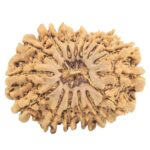 16 Mukhi Rudraksha 28mm 4.55gm - Rudraksha