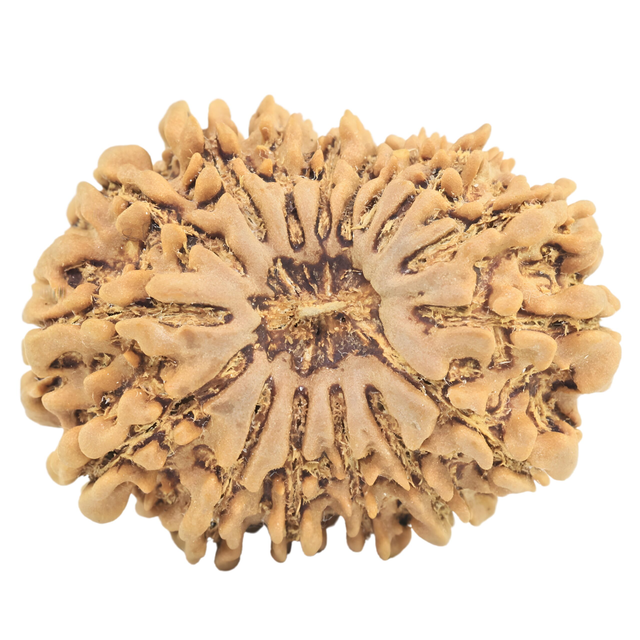 16 Mukhi Rudraksha 28mm 4.55gm - Rudraksha