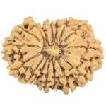 16 Mukhi Rudraksha 31.9mm 6.11gm - Rudraksha