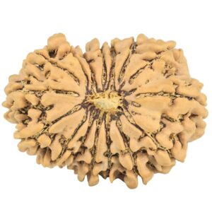 16 Mukhi Rudraksha 31.9mm 6.11gm - Rudraksha