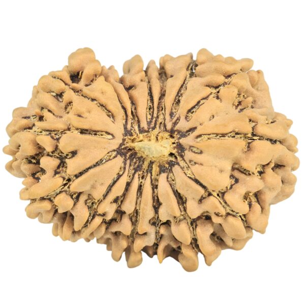 16 Mukhi Rudraksha 31.9mm 6.11gm - Rudraksha