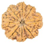 8 Mukhi Rudraksha 33.2mm 8.21gm - Rudraksha