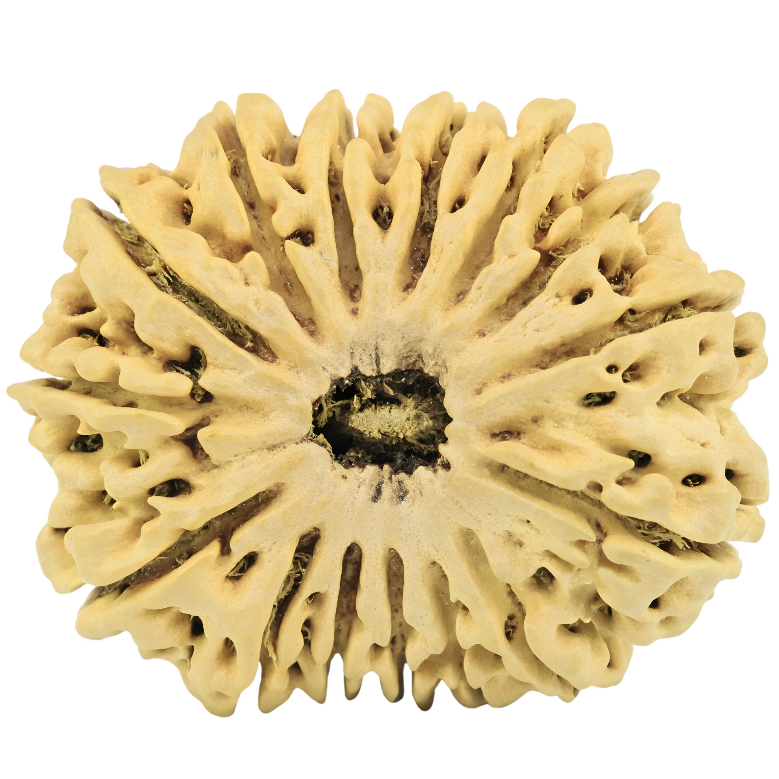 15 Mukhi Rudraksha 34.6mm 5.42gm - Rudraksha